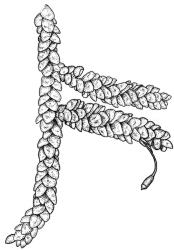Weymouthia cochlearifolia. Branch detail with capsule. Drawn from T.W.N. Beckett s.n., May 1889, CHR 623822.
 Image: R.C. Wagstaff © New Zealand Institute for Bioeconomy Science Limited 2026 CC-BY 3.0 NZ